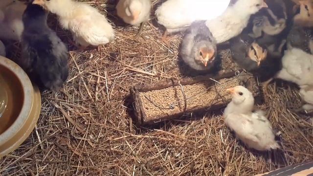 ЖИЗНЬ В ДЕРЕВНЕ /ЖИВЕМ В СЕЛЕ. Прополка картофеля. Быстрый суп. Оладушки с изюмом .