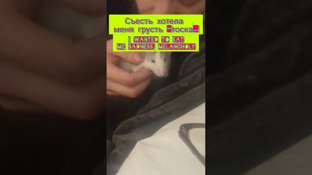 16. ШУСТРЫЙ МАЛЫЙ #крысы #животные #асмр #shorts смотреть онлайн