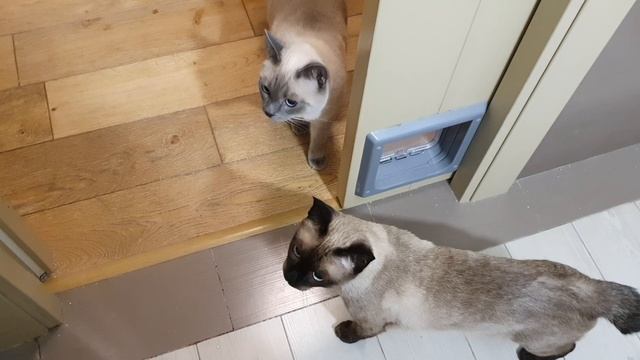 КОТОБЛОГ смотреть онлайн