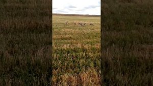 Охота на гуся.Расстановка чучел в поле.