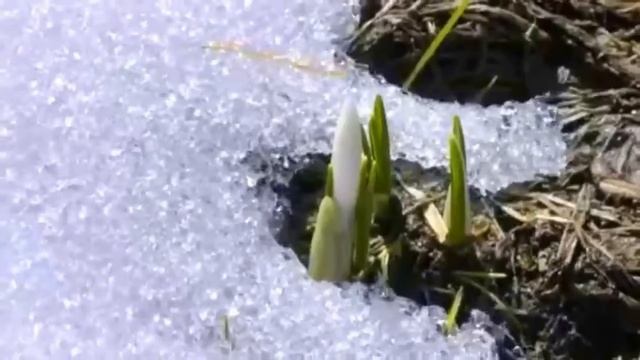 "Весною" муз. С. Майкапара смотреть онлайн
