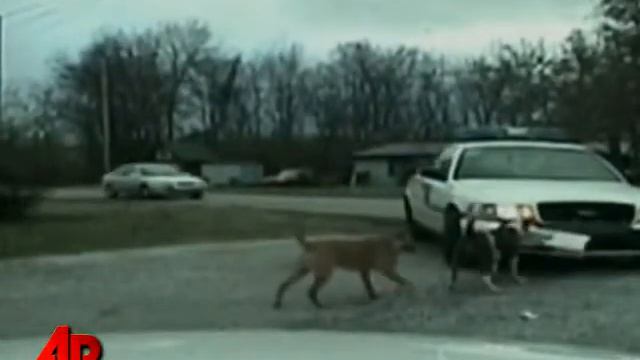 Dog Attacks Police Cruiser смотреть онлайн