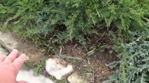 Высадка укоренившихся черенков герани в открытый грунт