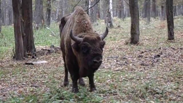 Зубры, бизоны и... смотреть онлайн