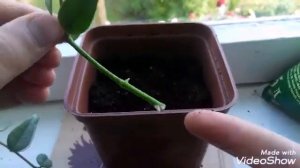 Хойя белла (уход ,размножение,посадка )