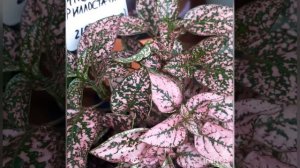 #гипоэстес #уход #цветочки #красота  Гипоэстес.Уход.