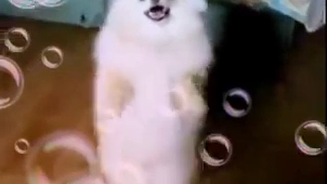 Кот танцует лезгинку смотреть онлайн