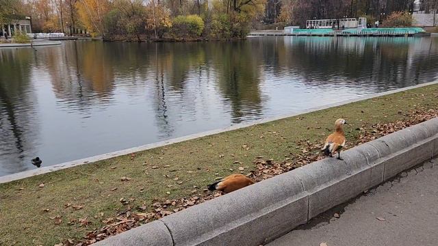 Москва. Огари в парке Горького. Ноябрь 2022 года. смотреть онлайн