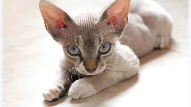 Cornish Rex domestic cat large expressive ears cats смотреть онлайн