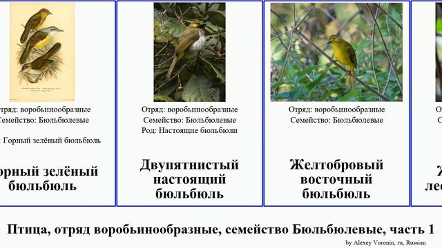 Птица, отряд воробьинообразные, семейство Бюльбюлевые, часть 1 бюльбюль настоящий восточный бурый смотреть онлайн