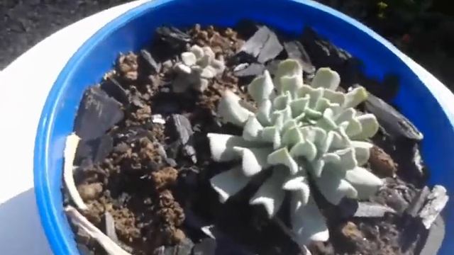 Como cultiva a suculenta topsy turvy смотреть онлайн