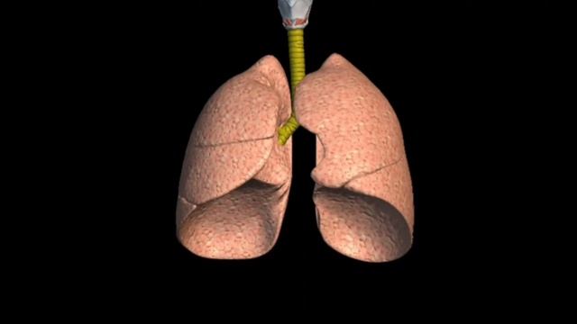 Органы дыхания человека смотреть онлайн