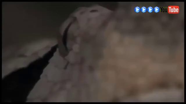 Жираф vs львы смотреть онлайн
