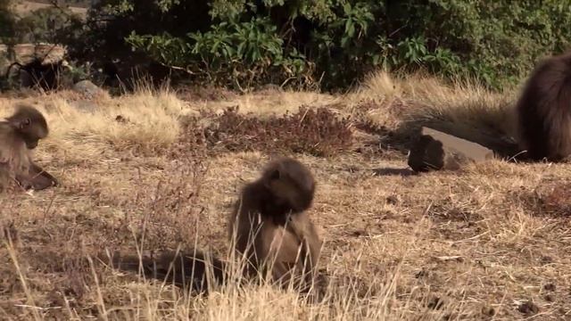 Gelada Monkeys Feeding and Grooming in the Semien Montains of Ethiopia смотреть онлайн
