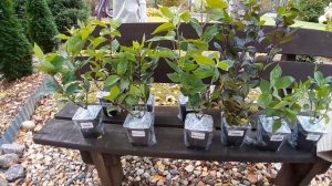 Посылка с гортензиями от питомника Аннабель.Превосходное качество саженцев!