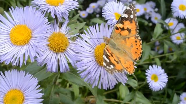 Он сделал все прекрасным в свое время - Эк 3:11. Кишинев Ботанический сад Весна смотреть онлайн