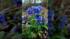 Видеоурок  на тему "Первоцветы"