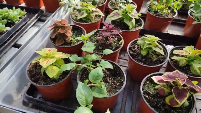 Репортаж из теплицы. Украсим мир с Лавкой Садовода??? смотреть онлайн