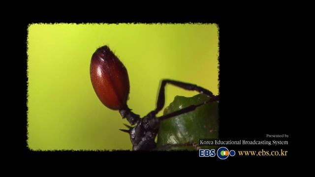 ?КАК ПАРАЗИТЫ ПРОНИКАЮТ В ОРГАНИЗМ ЧЕЛОВЕКА И  ЖИВОТНОГО? ?Паразиты ?KINODRAMA