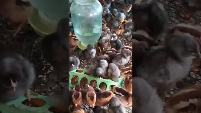 доминант D-102( розовый (;D-192( чёрный (;D-109( крапчатый(;D-107( голубой) смотреть онлайн