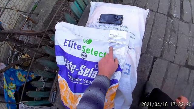 Семена Подсолнуха под Гранстар Саксон @i-.4692 вже в Донецькій області смотреть онлайн