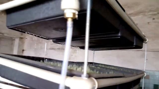 365 урожаев в год. Полив гидропонного корма. Зеленый фураж. смотреть онлайн