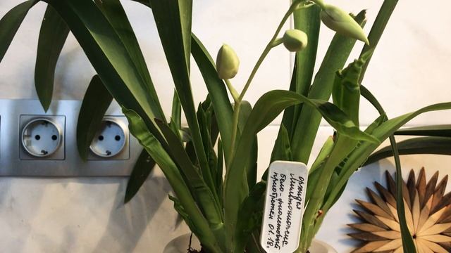 Как зацвести Орхидею мильтониопсис? смотреть онлайн