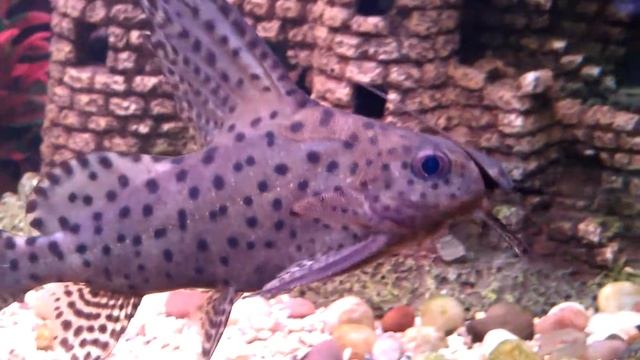 Аквариум.Скалярии КОИ. смотреть онлайн