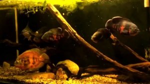 ЧЕМ КОРМИТЬ АСТРОНОТУСОВ