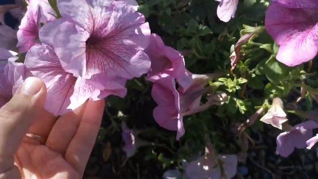 Петуния серия "ЭКСПЛОРЕР" плюсы и минусы смотреть онлайн