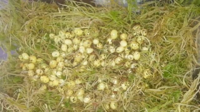 Кладка?! Фулики - гиганты? смотреть онлайн