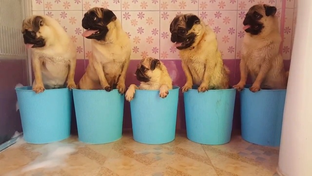 Мопсы в ведрах смотреть онлайн