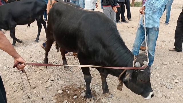 шанбе бозори фрунза дехкон бозор регар турсунзода бозори бехтарин бехтарин 27.06.20 смотреть онлайн