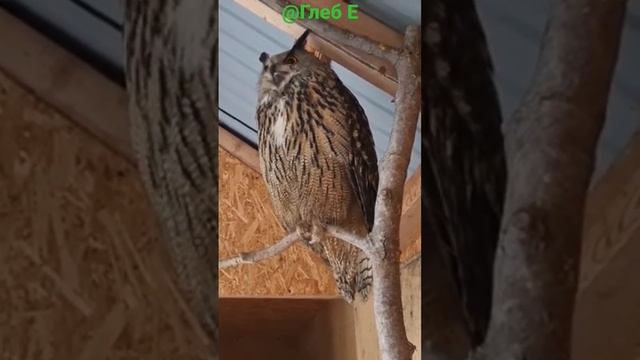 Он зевает (Лети!) #филиппфилиппыч #nature #animals #owl #природа #животные #филин #сова #park #парк смотреть онлайн