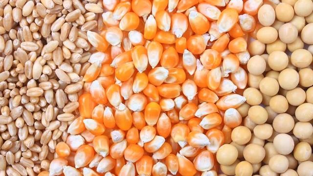 АЛЛЕРГИЯ НА СОЮ смотреть онлайн