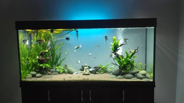 Аквариум ZelAqua 500 литров, 3 месяца без подмены воды смотреть онлайн