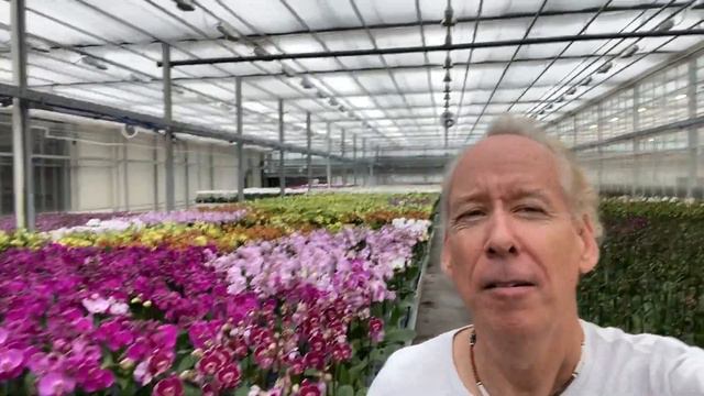 One Million Phalaenopsis and Their Care смотреть онлайн