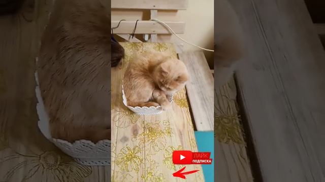 А где спят ваши кошки ? | Where do your cats sleep? #Shorts смотреть онлайн