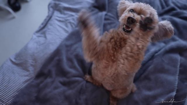 Sub/평범한 하루, 집에서 알록달록 샐러드, 청소하고 베베랑 놀았던 날 смотреть онлайн