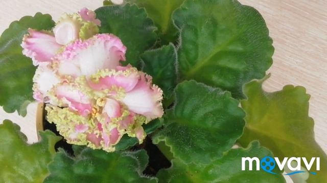 Можно пересаживать цветущую фиалку?/ Цветущая фиалка ЛЕ-Денди после пересадки. смотреть онлайн