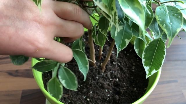 Формированые кроны Фикуса Бенджамина Кинки. Обрезка и прищипка. Ficus Benjamina Kinky смотреть онлайн