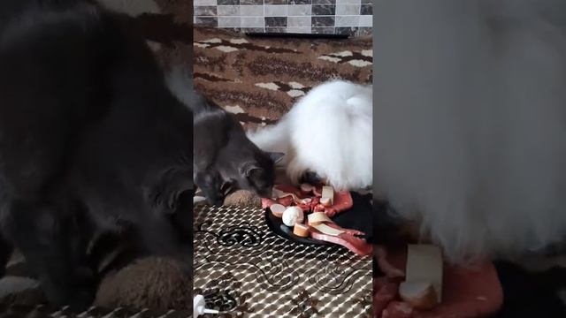 Староанглийская овчарка Лилу. День рождение 2 года. смотреть онлайн