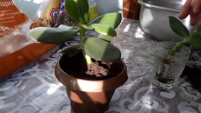 Толстянка(денежное дерево) смотреть онлайн