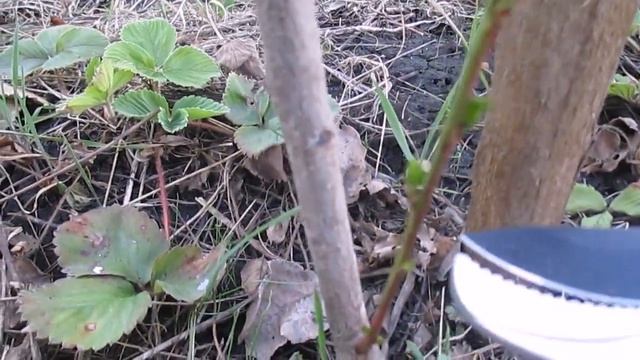 #ПЕРСИКИ ПОСЛЕ ЗИМЫ, #ОБРЕЗКА смотреть онлайн