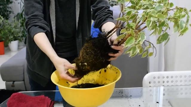 Спасение рядового фикуса от щитовки смотреть онлайн