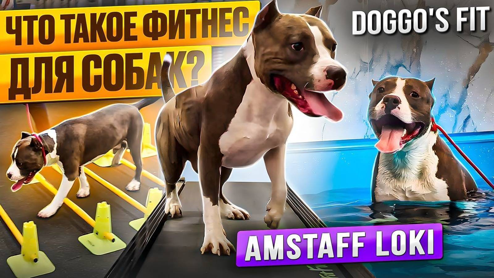 Амстафф Локи На ФИТНЕСЕ в Doggo's fit | Как Проходит Комплексная Тренировка | Amstaff Loki смотреть онлайн