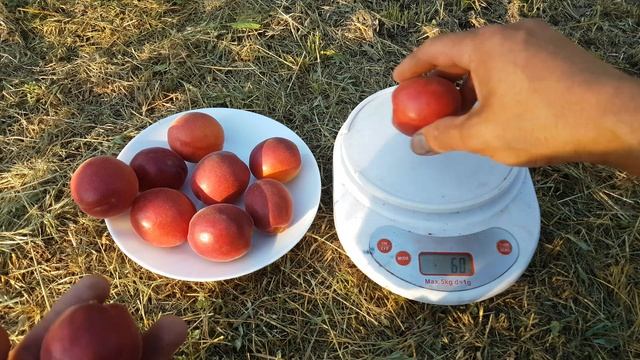 АБРИКОС РУБИСТА!!! Apricot Rubista!!! смотреть онлайн