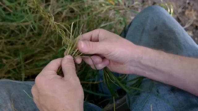Как сделать крепкую веревку из травы. Уроки выживания. Видеоурок смотреть онлайн