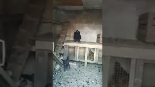 самая большая курица вУкраине / ???найбільша курка в україні /??? the largest chicken in Ukraine??? смотреть онлайн