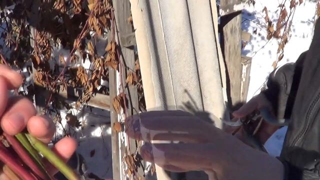 Как размножить ежемалину? Показываю как мы в Киргизии взяли себе черенки вкусной, плодоносной ягоды смотреть онлайн